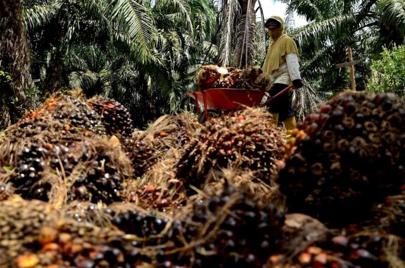 Indonesia Menjadi Produsen Minyak Sawit Terbesar Di Dunia