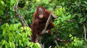Kasubag BKSDA : Orangutan Adalah Satwa Yang Harus Dilindungi