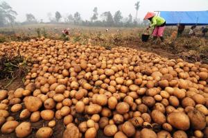 Petani di Kerinci Raup Untung Besar Karena Menanam Ini