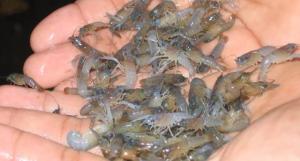 Pemerintah Gagalkan Penyelundupan 304.354 Ekor Benih Lobster