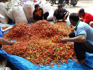 Kementan Gerak Cepat Selamatkan Harga Cabai Rawit di Tuban