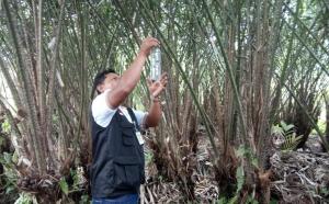 Salak Nglumut, Produk Ekspor Hortikultura Andalan Magelang