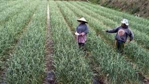 Peta Jalan Swasembada Bawang Putih, Wujudkan Lumbung Pangan Dunia