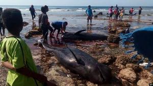 Tujuh Paus Ditemukan Mati Terdampar di Pantai Sabu NTT