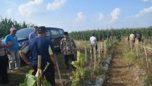 Abdul Hakim Berdialog dengan Petani Cabai Pringsewu Lampung