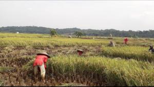 Sukabumi Panen Raya Padi dan Jagung, Produksi Beras Surplus 124.077 Ton.