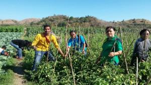 Keluhan Petani Manggarai Barat, Sayur Tidak Terjual saat  Wabah Covid-19