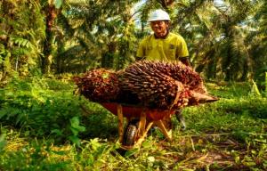Terdampak Corona, Sejenak Melihat Nasib Petani Sawit Swadaya dan Bersertifikat