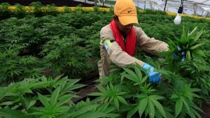 Akhirnya, PBB Hapus Ganja Dari Daftar Obat Terlarang