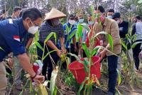 Bupati Tanjabbar Panen Raya Hasil Pupuk Pengolahan TPA