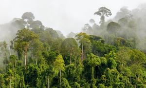 Mitigasi Pemanasan Global Lewat Pedagangan Karbon: Kerjasama Australia dan Indonesia sebagai Model Hibah
