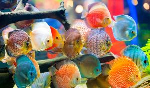 Produksi dan Bisnis Budidaya Ikan Hias Indonesia Kuasai Pasar Internasional