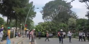 Pohon Maniltoa Grandiflora Depan Istana Bogor Tumbang, Timpa Tiga Mobil