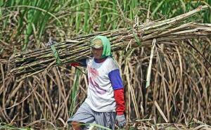 Jalin Harmonisasi, PTPN III Seleksi Petani Berprestasi untuk Diberangkatkan Umroh