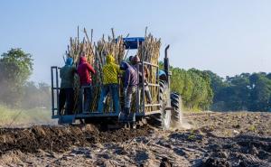 Peran PTPN Group dalam Mengubah Hidup Petani Tebu di Bondowoso