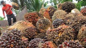 Bukti Pengakuan Internasional, PTPN VI Kembali Raih Sertifikat RSPO