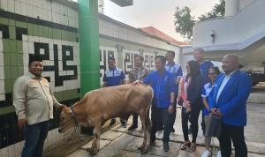 Iduladha, GAMKI Sumbang Sapi Kurban ke GP Ansor dan Pemuda Muhammadiyah