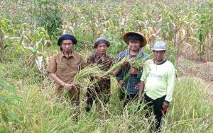 Tumpuan Pemenuhan Kebutuhan Beras, Fakultas Pertanian IPB Perkenalkan Sistem Padi Gogo