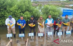 PNM Tanam 10 Ribu Bibit Mangrove di Mangrove Park Lampulo Banda Aceh
