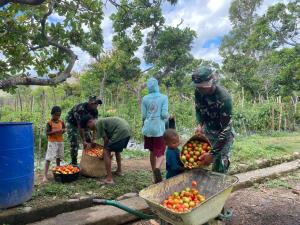 Pos Fatubesi Satgas Yonif 742/SWY Panen Tomat Bersama Petani di Perbatasan RI- RDTL