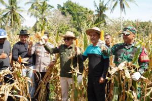 Bupati Tanah Datar Panen Perdana Jagung Di Nagari Padang Magek Kecamatan Rambatan