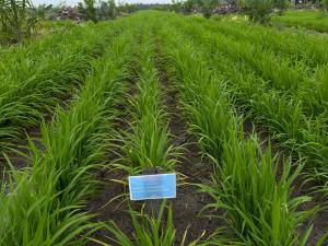 100 Hari Prabowo Gibran, Progres Program Tanam Padi PTPN Tumbuh Subur dan Potensi Tambah Pendapatan Petani Sawit
