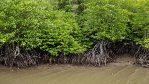 Gandeng Relawan Bhakti BUMN, PNM Gelar Penanaman Mangrove di Donggala, Sulteng