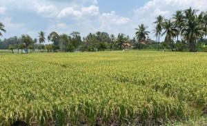 Petani Sawit Siak Tanam Padi Gogo, Target 50 Ton Gabah, inisiasi PTPN IV