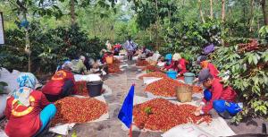 Kian Digemari Masyarakat Dunia, PTPN Target Produksi Kopi Tertinggi Mencapai 1.200 Ton