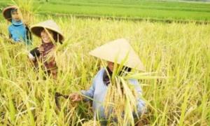 Petani Sawit Binaan PTPN IV Targetkan 50 Ton Gabah tiap Panen