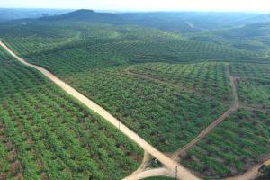 Ini Langkah PalmCo Perkuat Peran Strategis Jaga Ketahanan Pangan Nasional
