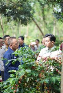 Panen Raya Kopi Ijen, Wapres Dukung Peningkatan Produktivitas, Hilirisasi dan Branding Kopi Indonesia