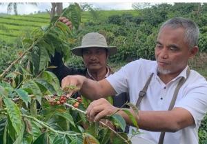 PTPN IV Fokus Genjot Produktivitas dan Citra Kebun Berkelas di Kayu Aro