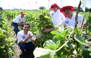 Panen Raya Pecahkan Rekor MURI: Lebih dari 1.000 Petani Buktikan Keunggulan Melon Davina F1 di Nganjuk