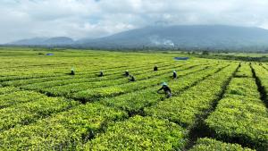 Produksi Teh Tembus 10.325 Ton, PalmCo Perkuat Daya Saing Indonesia di Pasar Global