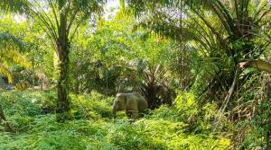 PalmCo Buktikan Industri Sawit Bisa Selaras dengan Areal Konservasi Tinggi Hingga Satwa Langka