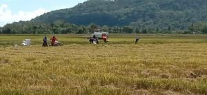 Produksi Beras 2025 Tembus 34,71 Juta Ton, Meningkat 13,36 Persen