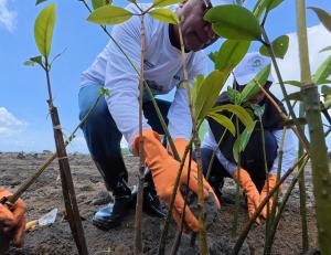 PNM Tanam 374 Ribu Pohon, Serap Lebih dari 8.900 Ton Emisi Karbon