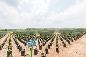 Akselerasi Peremajaan Sawit Rakyat, PTPN IV PalmCo Salurkan 6 Juta Bibit Unggul