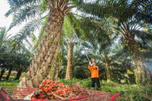 Realisasi Rekomtek PSR Capai 2.287 Ha, PalmCo Lampaui Target Awal Tahun hingga 25%