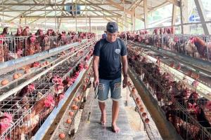 Harga Telur Anjlok, Guru Besar IPB: Masalah Industri Perunggasan Ada di Praktek Monopoli, Konsentrasi Vertikal dan Horizontal