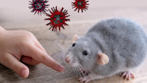 Banten Perkuat Deteksi Hantavirus di Pintu Masuk Internasional Soetta