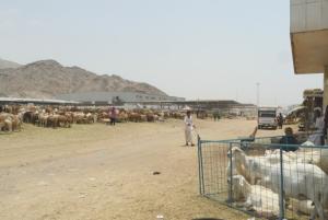 Daging Dam Jamaah Haji RI Bakal Dikirim ke Palestina, Ini Kesepakatan dengan Arab Saudi