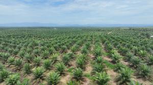 Produksi Sawit Nasional Stagnan, PalmCo Genjot Transformasi Kebun Rakyat