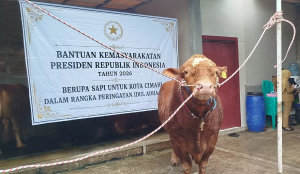 Anggaran Sapi Kurban Presiden Prabowo Capai Rp100 Miliar, Salurkan 1.098 Ekor ke Seluruh Indonesia