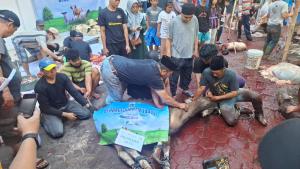 Merawat Jakarta dengan Kepedulian: Kolaborasi PW Matahari Pagi DKI Jakarta dan Dana Mustadhafin Salurkan Sapi Kurban Pasar Jaya