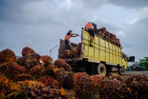 Produksi TBS PTPN IV Regional IV Lebih Target 116 Persen