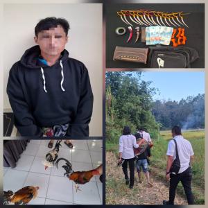 Polres Toraja Utara Gerebek Judi Sabung Ayam di Tallunglipu, Satu Pelaku Diamankan