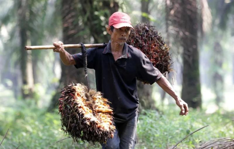 POPSI Minta Pemprov Jambi Batalkan Moratorium PKS, Usulkan Skema Kemitraan