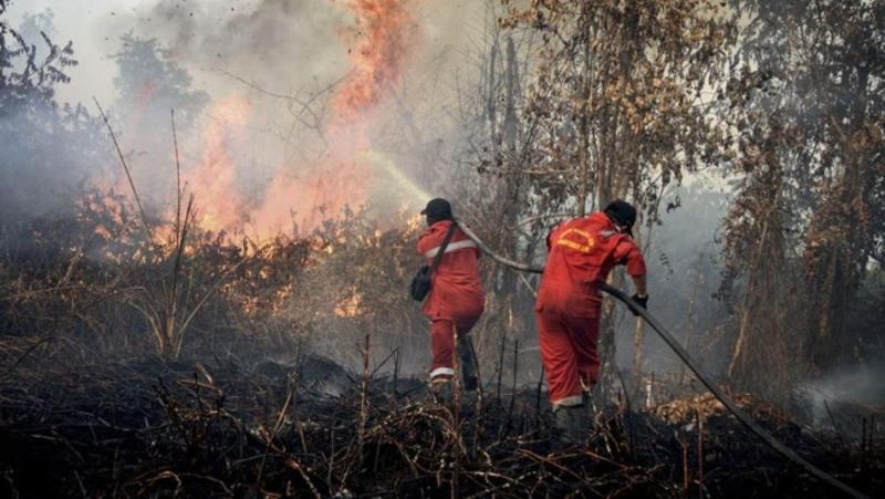 Kebakaran hutan dan lahan. (Foto: Ist)